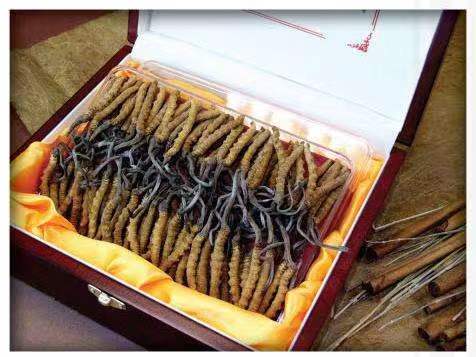 东河冬虫夏草回收